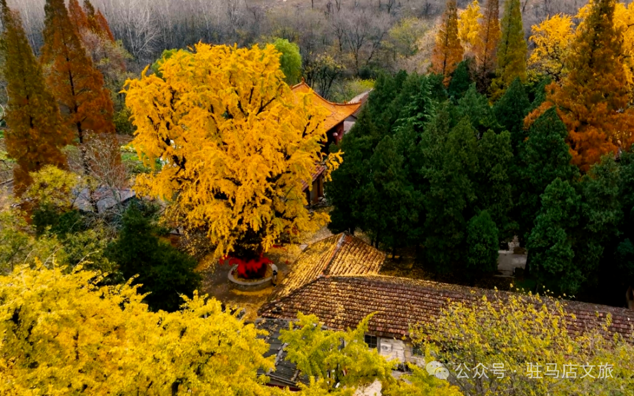 重磅!驻马店秋日美景强势上榜微博旅游推荐,这份赏秋指南请收好!