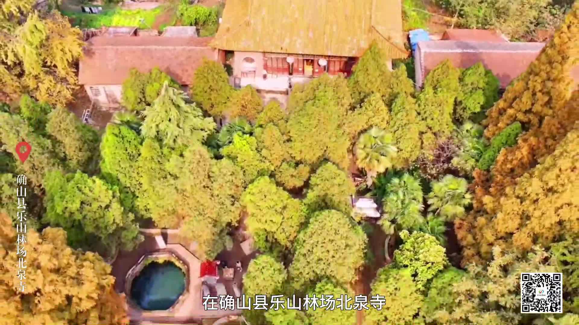 守护“绿色活化石” 北泉寺4棵古树获抢救复壮