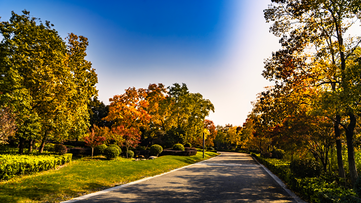 锦绣斑斓醉秋光