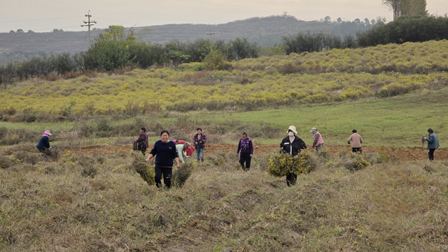 菊香溢乡野！确山县瓦岗镇叶老庄野菊迎来采收旺季
