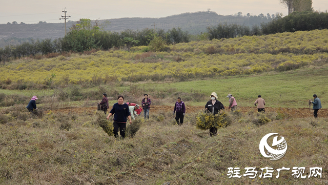 菊香溢乡野!确山县瓦岗镇叶老庄野菊迎来采收旺季