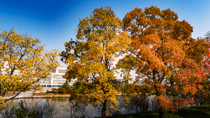 锦绣斑斓醉秋光