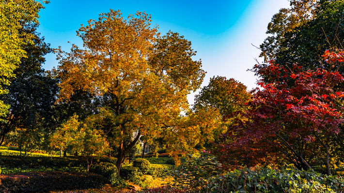 锦绣斑斓醉秋光