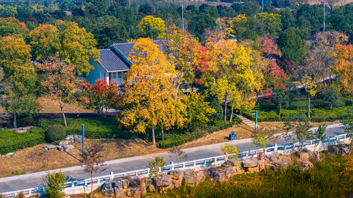 锦绣斑斓醉秋光