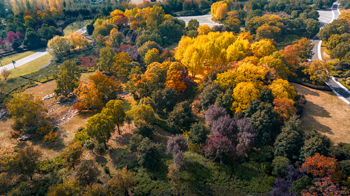 锦绣斑斓醉秋光