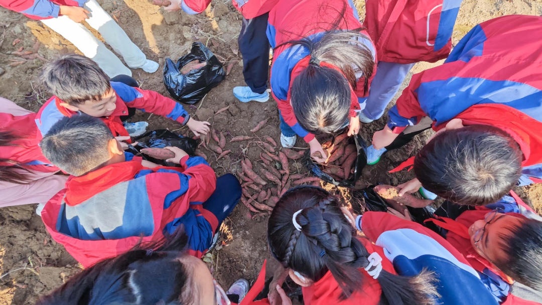  驻马店实验小学：田间挖薯趣无穷 劳动实践乐融融