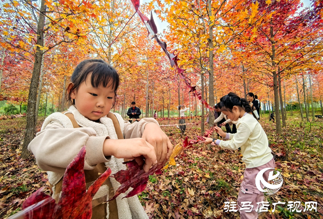枫林深处歌声扬 驻马店“文艺轻骑兵”走进板桥千亩枫香林