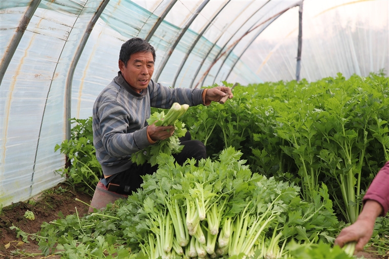 菜价走高 如何稳住“菜篮子”