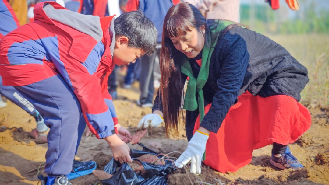  驻马店实验小学：田间挖薯趣无穷 劳动实践乐融融