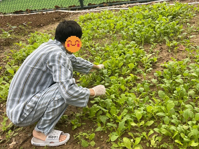 探寻健康新路径：田园疗法带来身心治愈