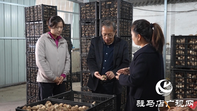 新华社河南分社到泌阳县调研采访夏南牛、食用菌和电子信息三大重点产业