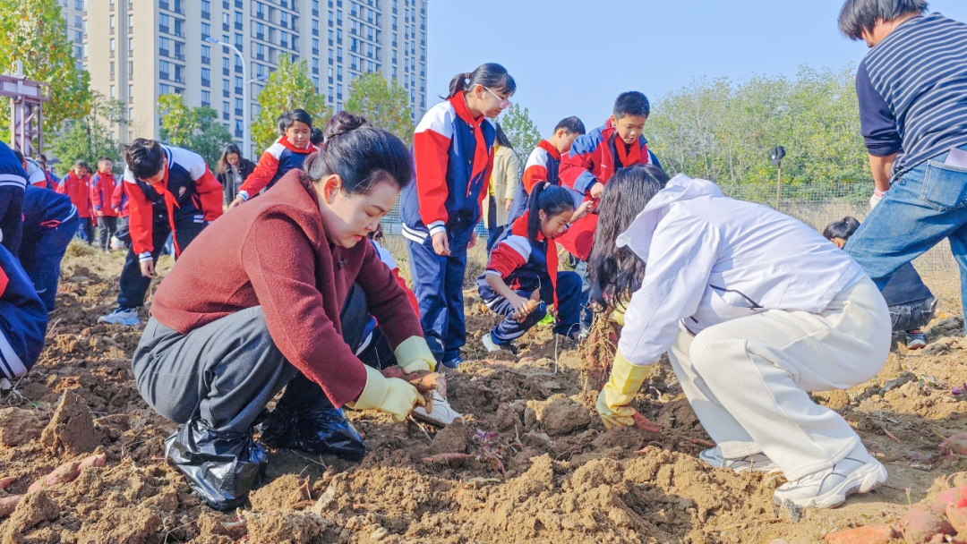  驻马店实验小学：田间挖薯趣无穷 劳动实践乐融融