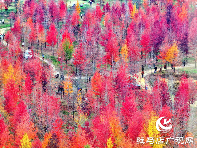 枫林深处歌声扬 驻马店“文艺轻骑兵”走进板桥千亩枫香林