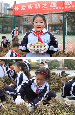  驻马店第二实验小学开展“落花生•悟成长”秋日丰收实践活动
