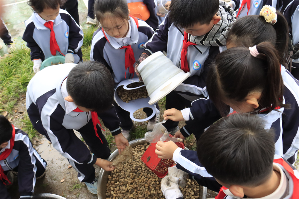  驻马店第二实验小学开展“落花生•悟成长”秋日丰收实践活动