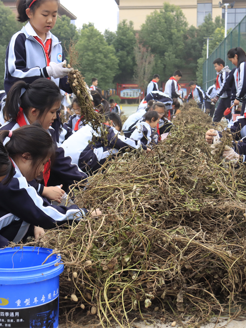  驻马店第二实验小学开展“落花生•悟成长”秋日丰收实践活动