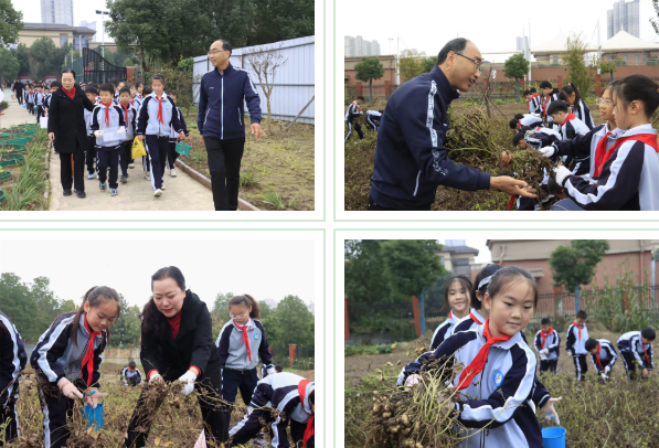  驻马店第二实验小学开展“落花生•悟成长”秋日丰收实践活动