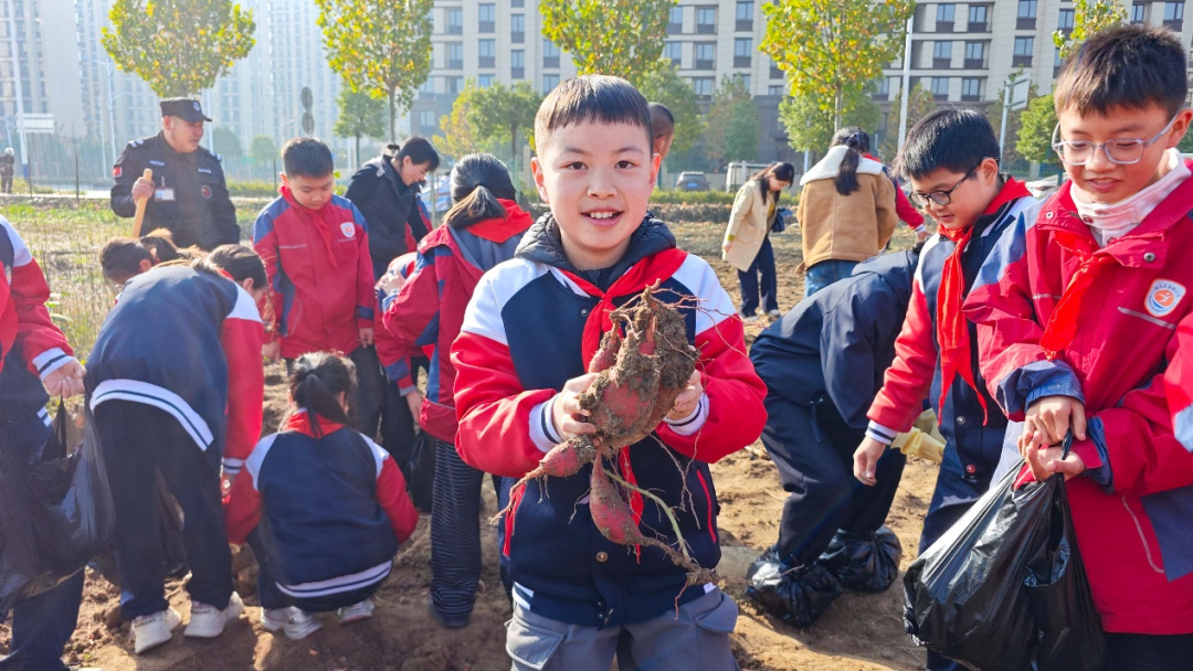  驻马店实验小学：田间挖薯趣无穷 劳动实践乐融融