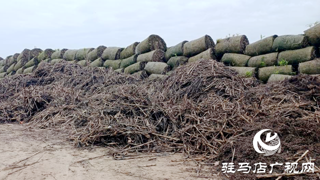 确山县留庄镇:秸秆“废”变“宝” 走出生态增收双赢路