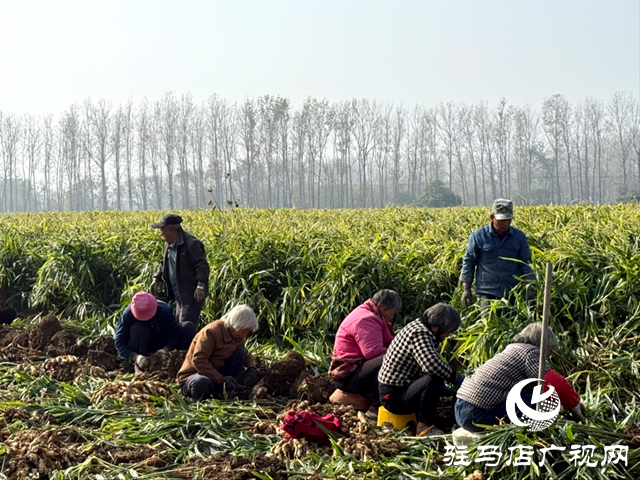 确山朱李庄:生姜丰收采收忙 金黄硕果富农家