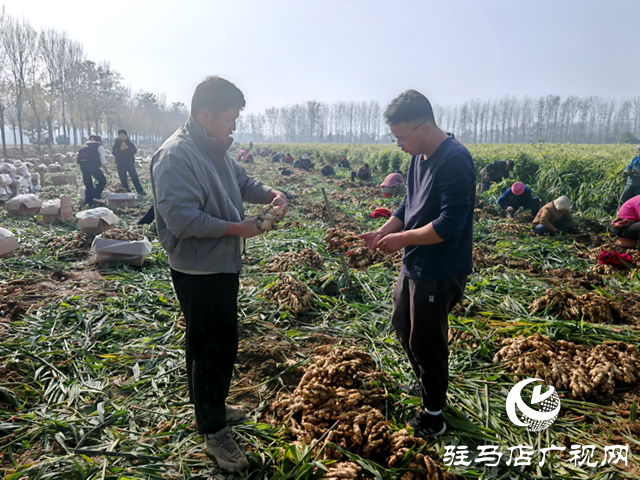 确山朱李庄:生姜丰收采收忙 金黄硕果富农家