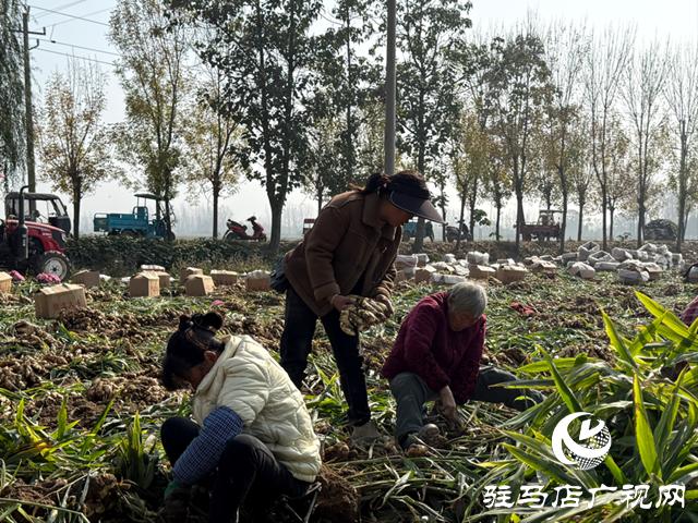 确山朱李庄:生姜丰收采收忙 金黄硕果富农家