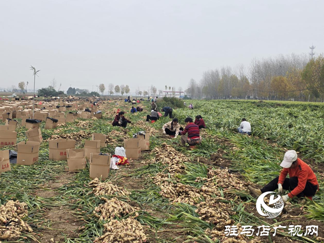 平舆乐耕农业:全力抢收保归仓 智能冷库解农忧