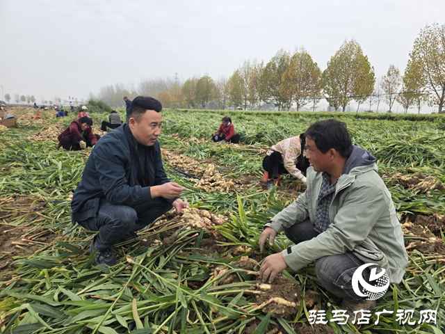 平舆乐耕农业:全力抢收保归仓 智能冷库解农忧