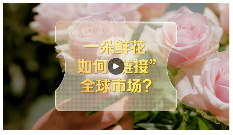 改革者 正青春｜一朵鲜花如何“链接”全球市场？