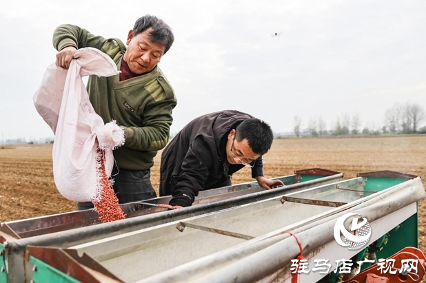 驿城区：精准施策 力保晚播小麦不减产