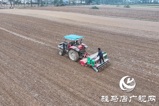 驿城区：精准施策 力保晚播小麦不减产