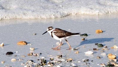 三部门发布涉鸟类保护刑事典型案例