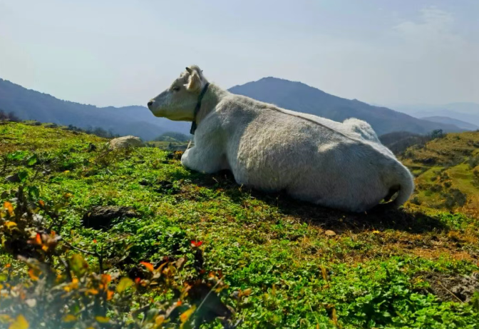 县区动态 | 探秘白云山 “云上公路”，邂逅天中最美风光