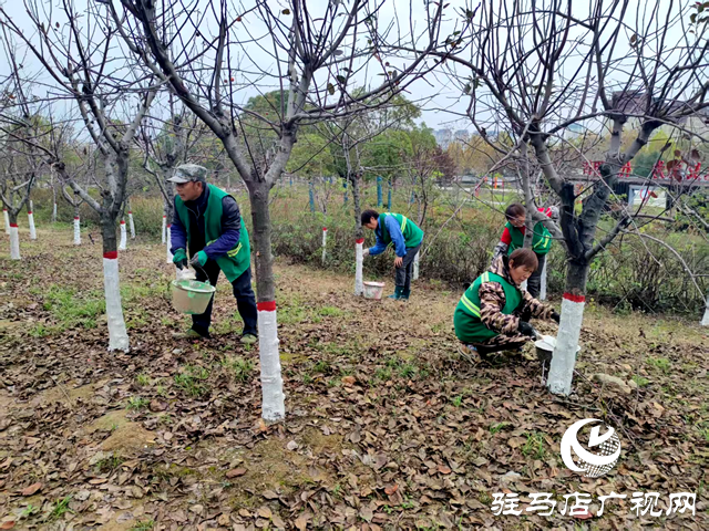 确山:冬日树木“穿白甲” 防寒护绿保安全