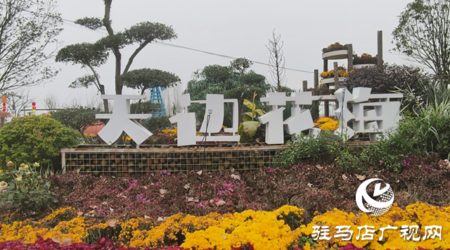 【大美天中】驻马店天边花海逆势绽放 寒冬里藏着“春日盛景”