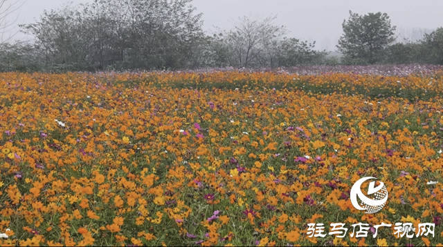 【大美天中】驻马店天边花海逆势绽放 寒冬里藏着“春日盛景”
