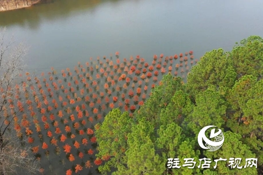 【大美天中】湖畔添新景！泌阳铜山湖30亩池杉林成生态打卡地