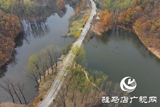 【大美天中】湖畔添新景！泌阳铜山湖30亩池杉林成生态打卡地