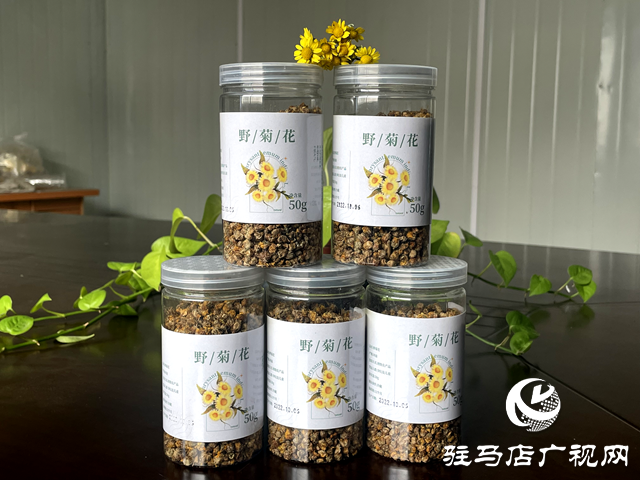 石滚河镇:山野藏金英 一朵野菊富一方