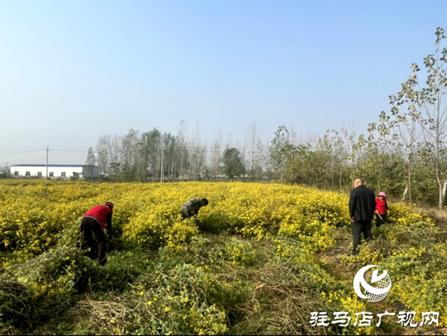 石滚河镇:山野藏金英 一朵野菊富一方
