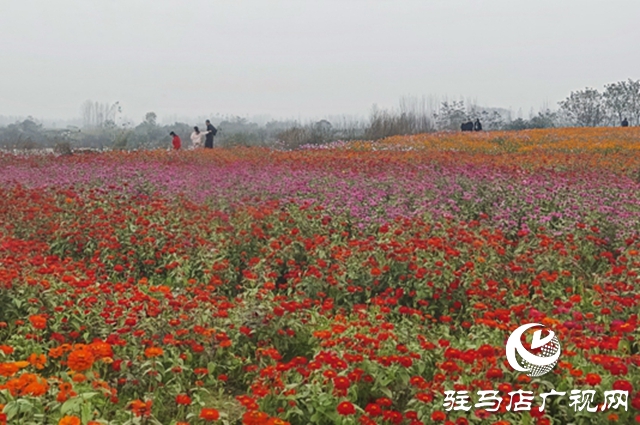 【大美天中】驻马店天边花海逆势绽放 寒冬里藏着“春日盛景”