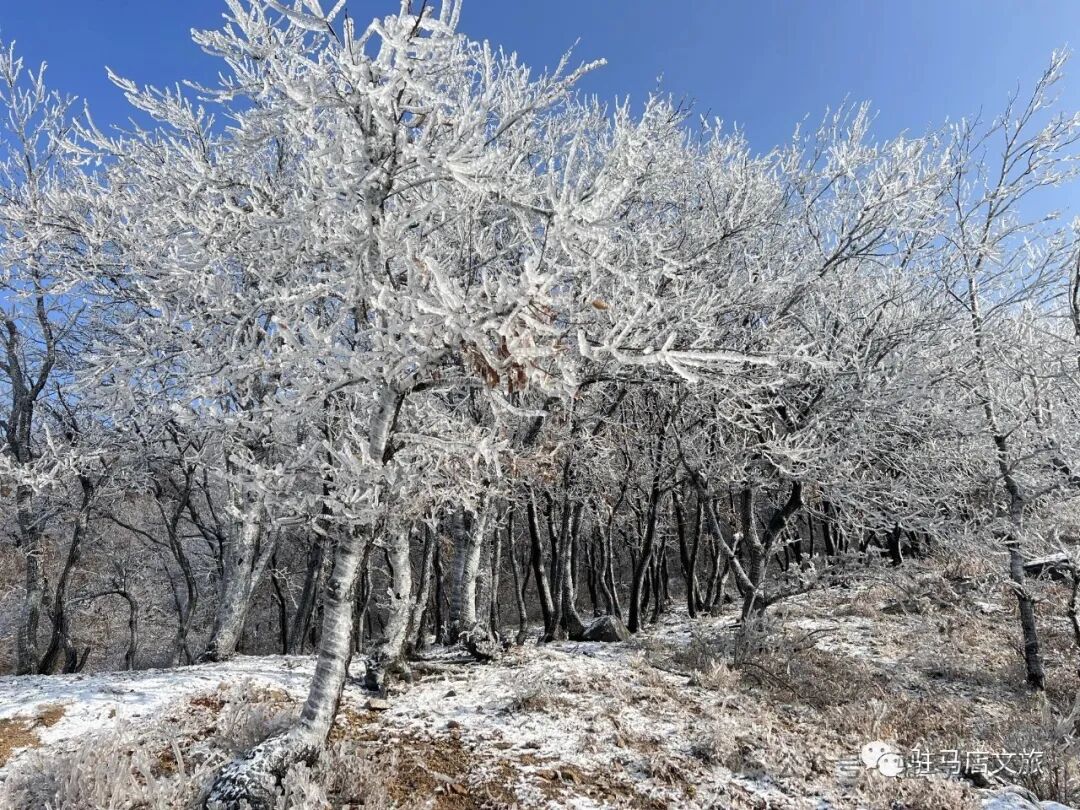 雪落天中！驻马店初雪刷屏~这些绝美雪景，你都去看过吗
