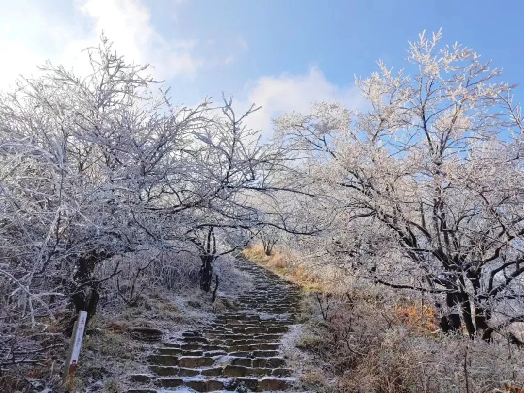 雪落天中！驻马店初雪刷屏~这些绝美雪景，你都去看过吗