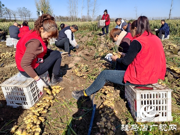 供聚农心 销连万家 驻马店新时尚火龙果超市联合平舆新时尚超市爱心助农解滞销难题