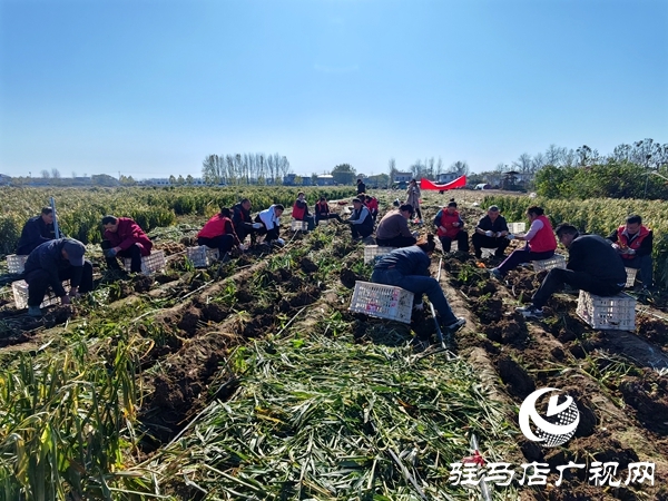 供聚农心 销连万家 驻马店新时尚火龙果超市联合平舆新时尚超市爱心助农解滞销难题