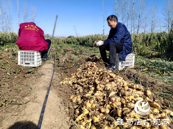 供聚农心 销连万家 驻马店新时尚火龙果超市联合平舆新时尚超市爱心助农解滞销难题