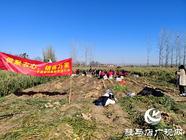 供聚农心 销连万家 驻马店新时尚火龙果超市联合平舆新时尚超市爱心助农解滞销难题