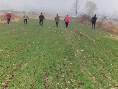 全国冬小麦播种过九成 其中黄淮海近九成半