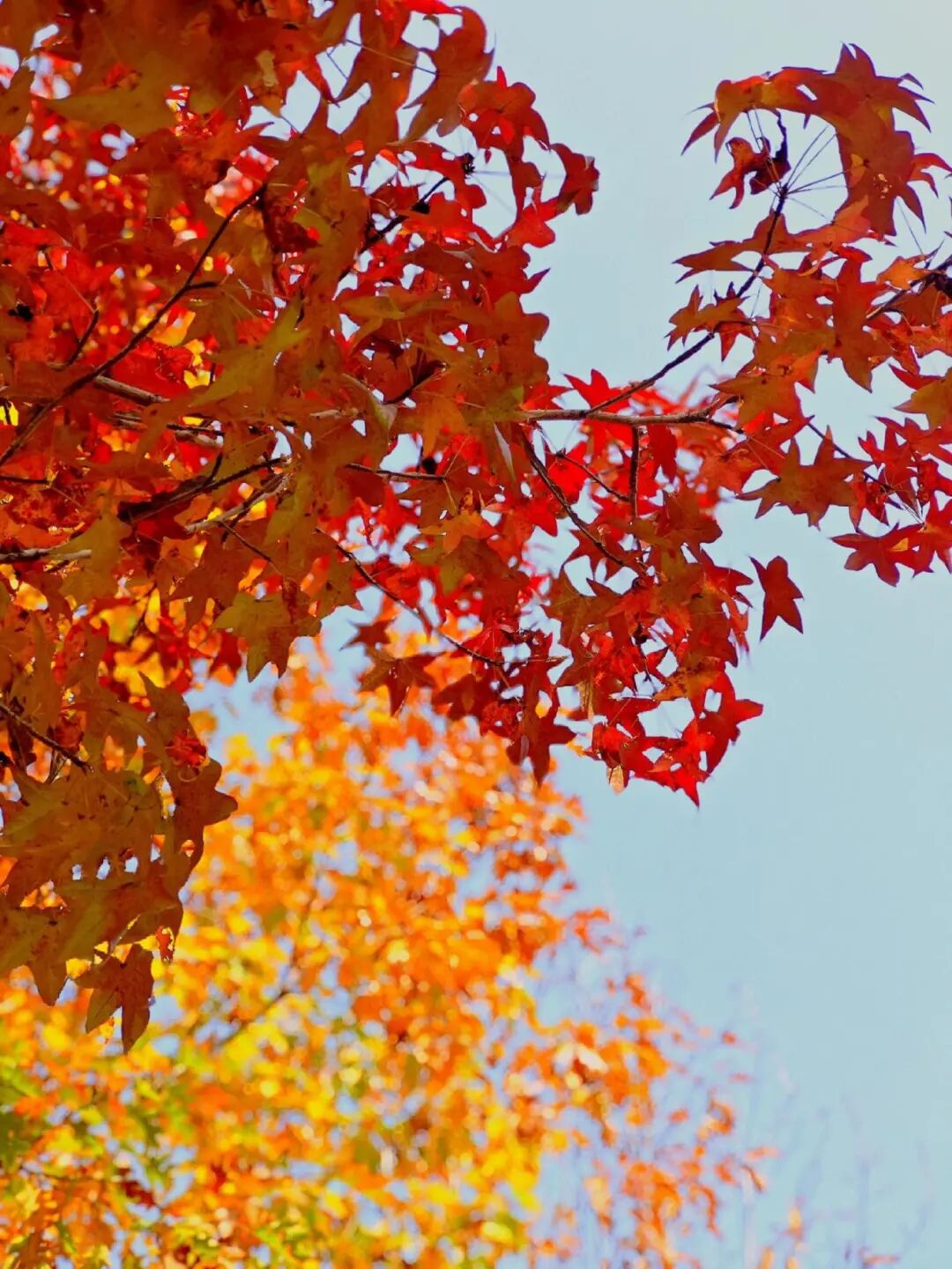 逃离城市计划启动→板桥响冲！