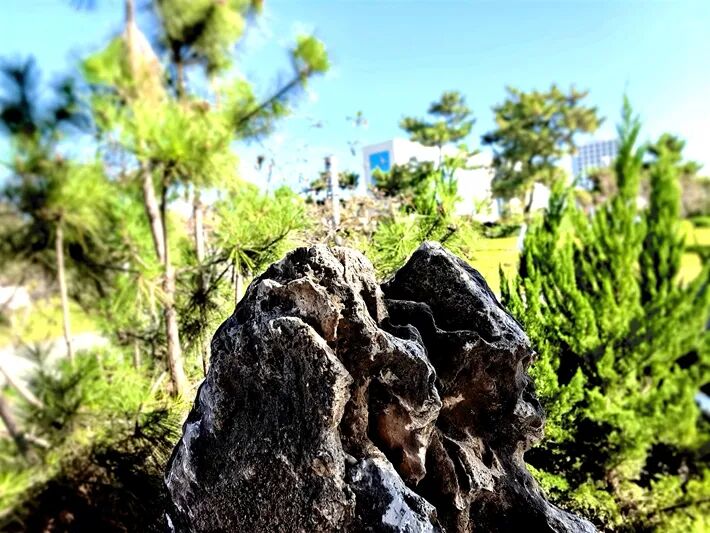 这个公园,初冬景致分外美